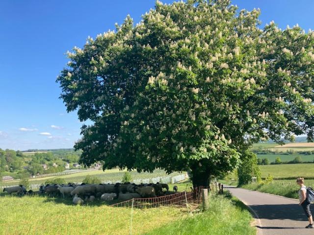 Zuid Limburg Huisje Josefien Simpelveld Dış mekan fotoğraf